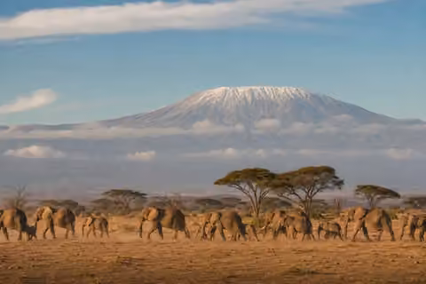 Elephants in Amboseli National Park