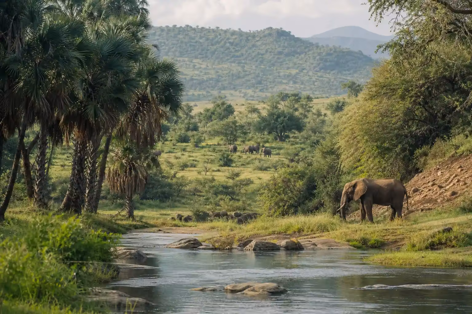 Meru National Park
