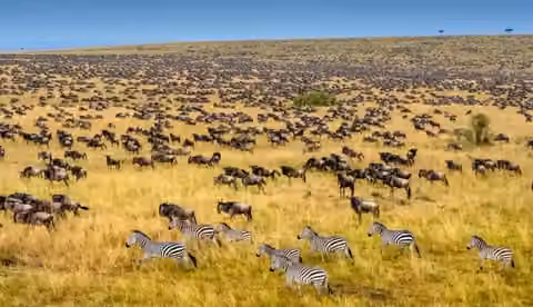 Great Migration wildebeest in the Masai Mara