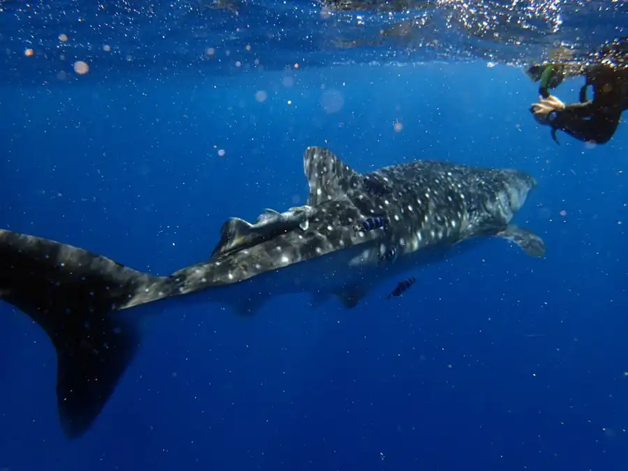 Marine Life